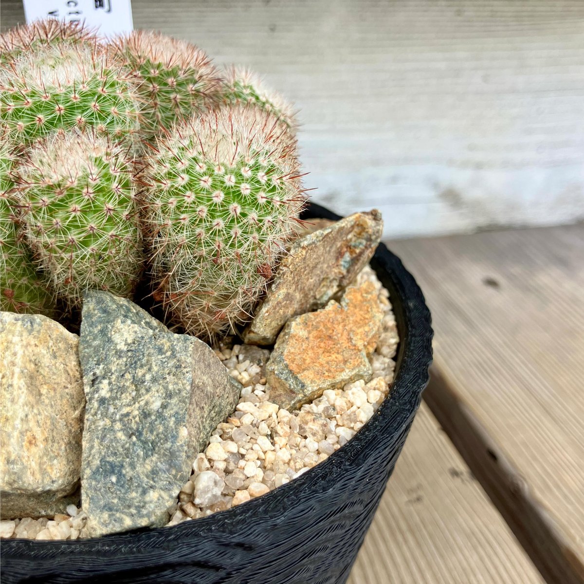 サボテン群生 3D鉢 Habitat Style | Home&Plants