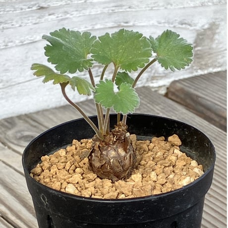 ミラビレ | STORES