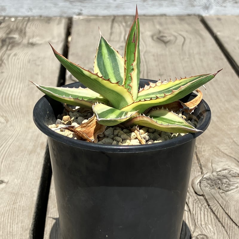 1373：アガベ 五色万代（ごしきばんだい）【U-A】 | Home&Plants