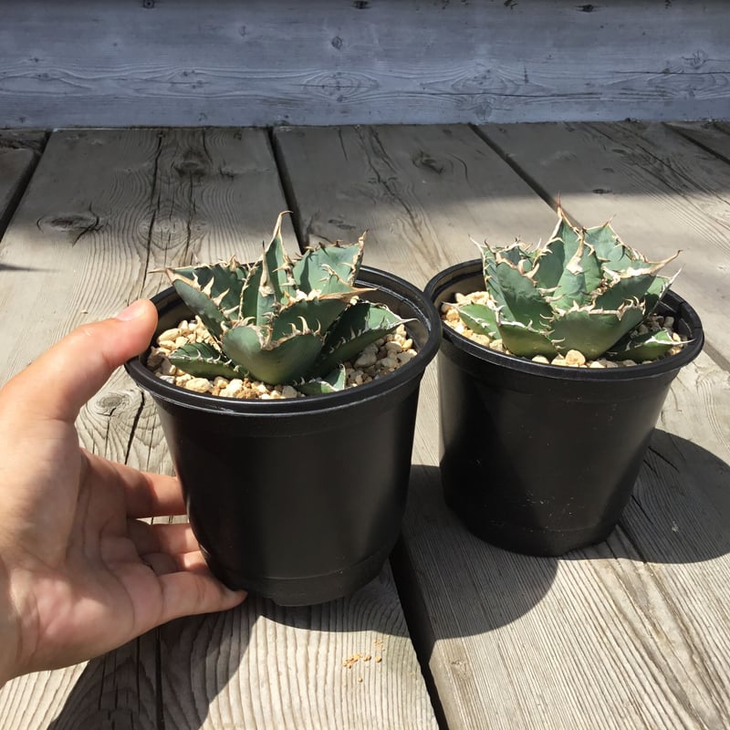 アガベ 覇王竜【U-A】 | Home&Plants