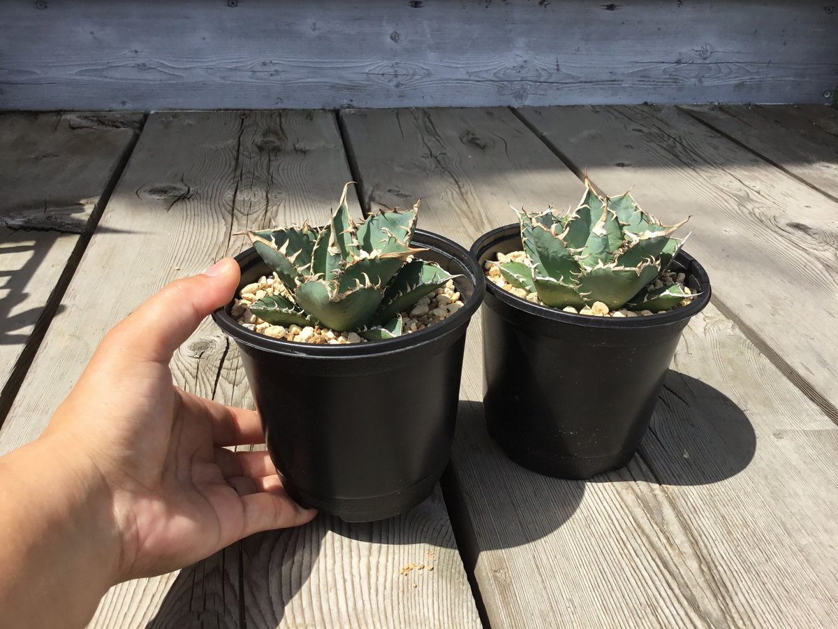 アガベ 覇王竜【U-A】 | Home&Plants