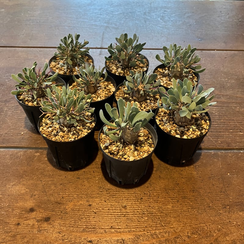 2351：オトンナ ユーフォルビオイデス '22年式【MB】 | Home&Plants