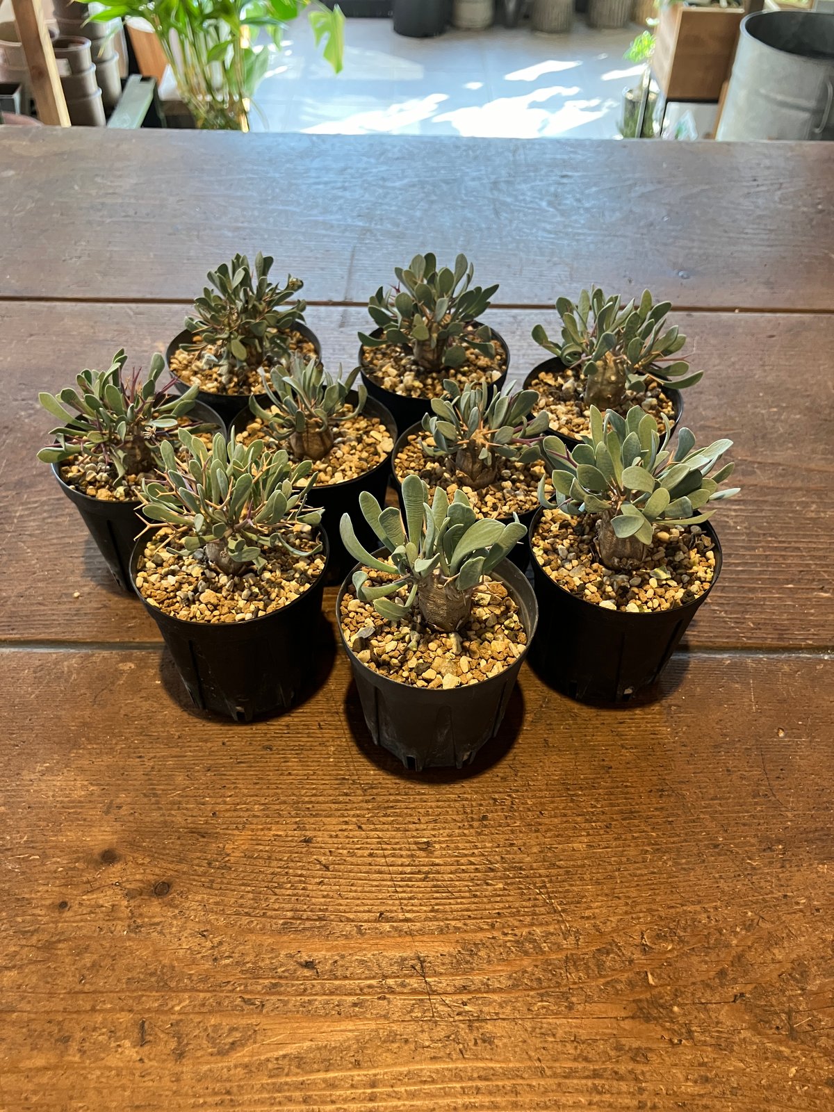 2351：オトンナ ユーフォルビオイデス '22年式【MB】 | Home&Plants