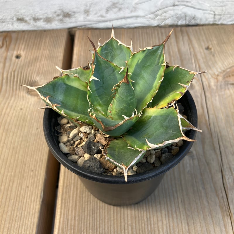 1248：アガベ チタノタ ナンバーワン錦【U-A】 | Home&Plants