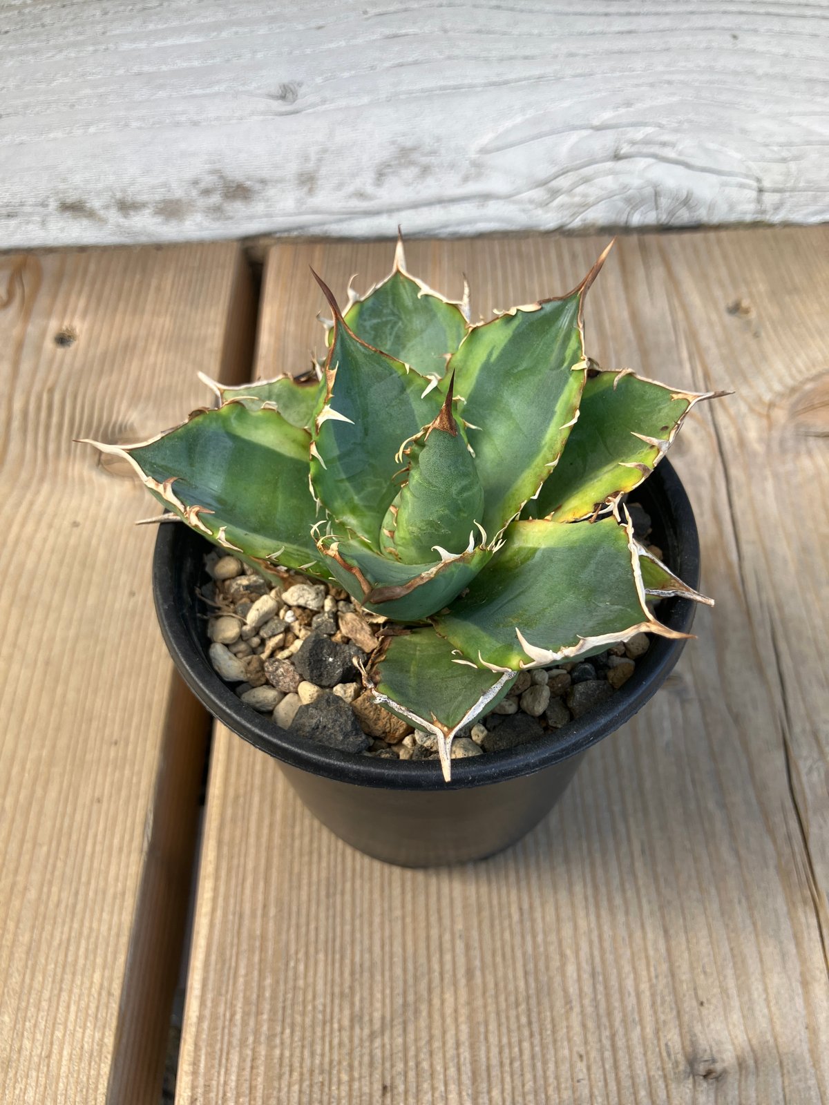 1248：アガベ チタノタ ナンバーワン錦【U-A】 | Home&Plants