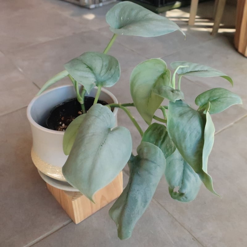 スキンダプサス オルモストシルバー | Home&Plants