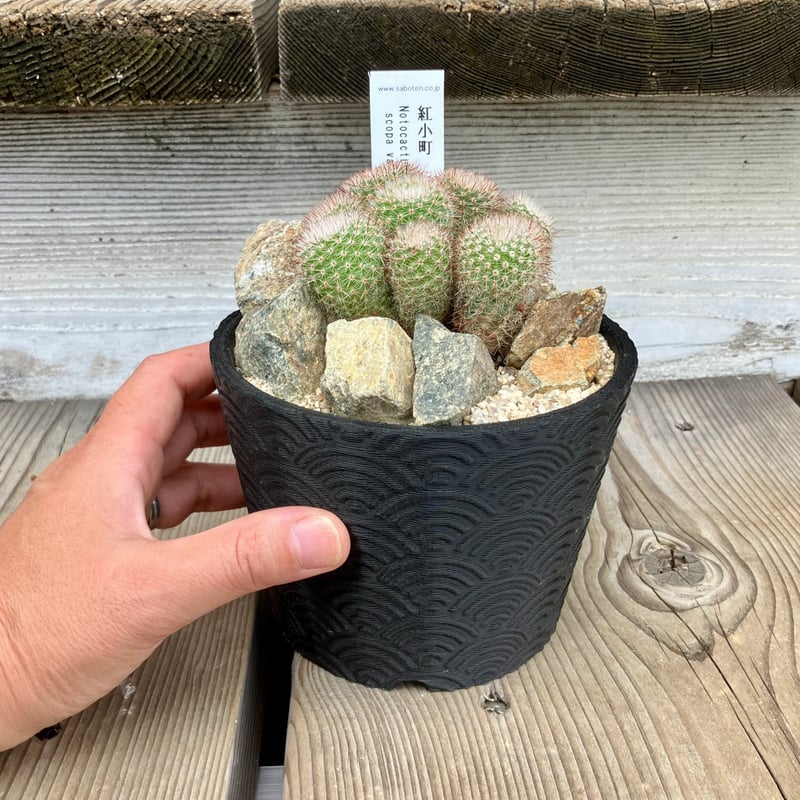 サボテン群生 3D鉢 Habitat Style | Home&Plants
