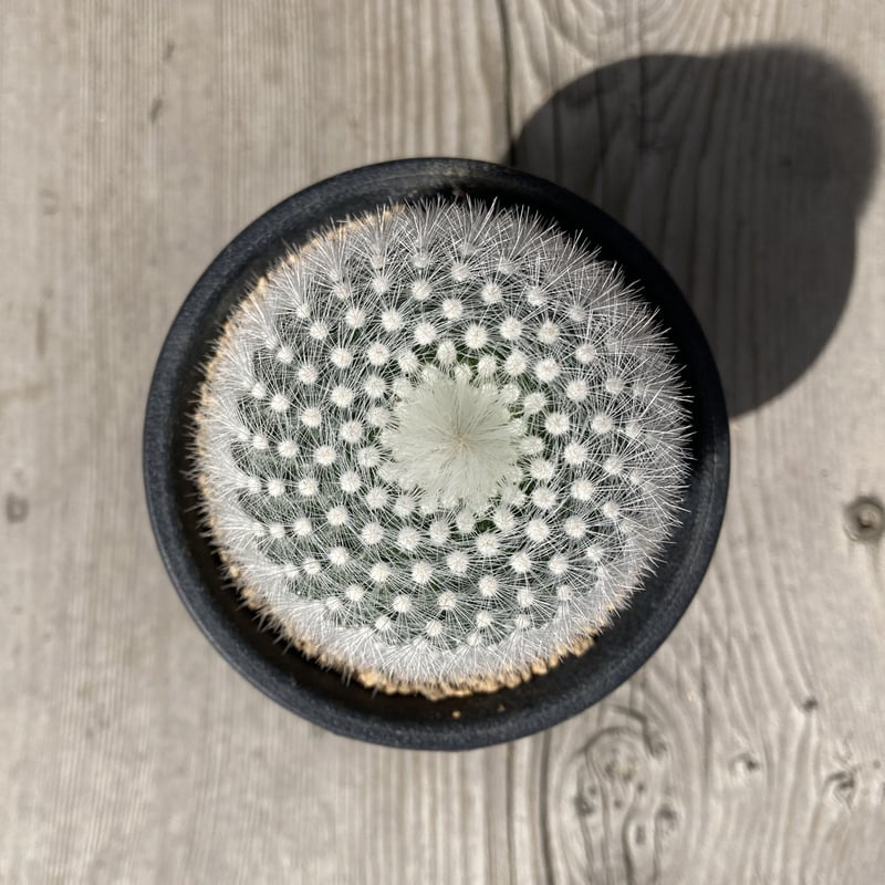 お値下げ★SATOKA Cactus White サトカ　カクタス お値下げ☆SATOKA Cactus White サトカ カクタス お値下げ