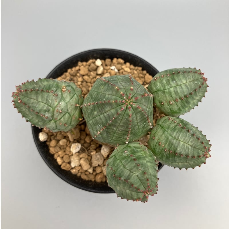 ユーフォルビア オベサブロウ 3号 | Home&Plants ユーフォルビア オベサブロウ 3号 | Home&Plants