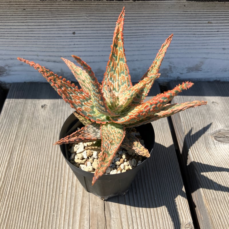 アロエハイブリッド アロエ ハイブリッド Aloe hybrid 第四種22