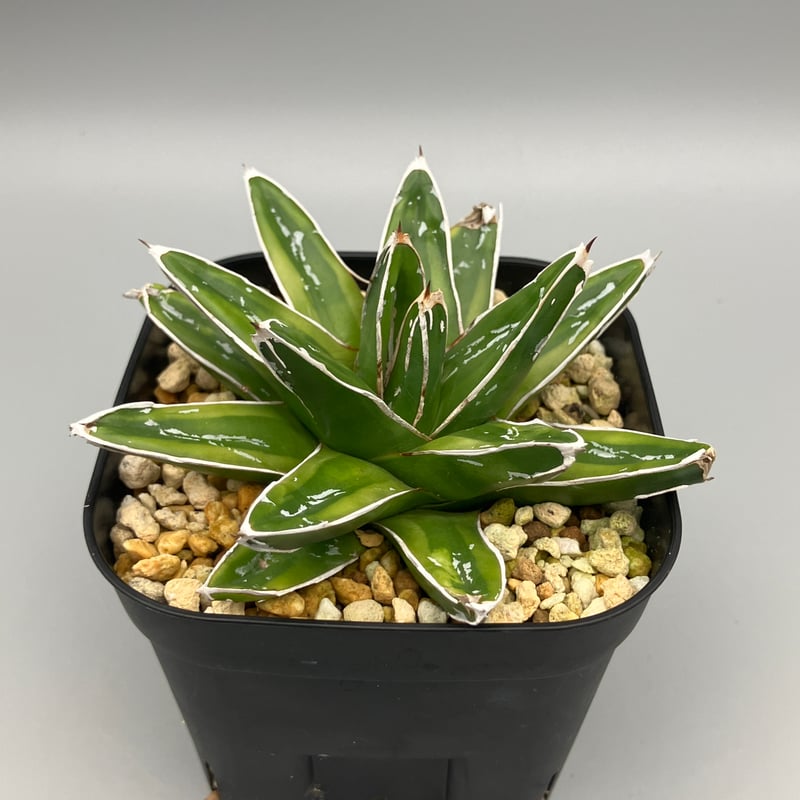 【特大株・極上斑】アガベ 輝山 8号鉢（株幅 約24cm）鉢ごと発送 】 特大株・極上斑】アガベ 輝山 8号鉢（株幅 約24cm）鉢ごと発送