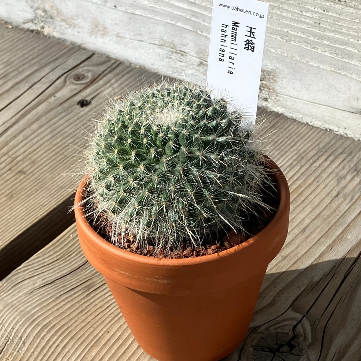 サボテン　コピアポア　希翁玉　仔付き　鉢のまま サボテン コピアポア 希翁玉 仔付き 鉢のまま 観葉植物