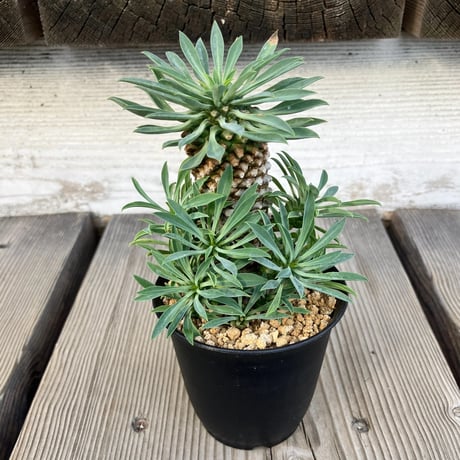 CATEGORY ユーフォルビア | Home&Plants