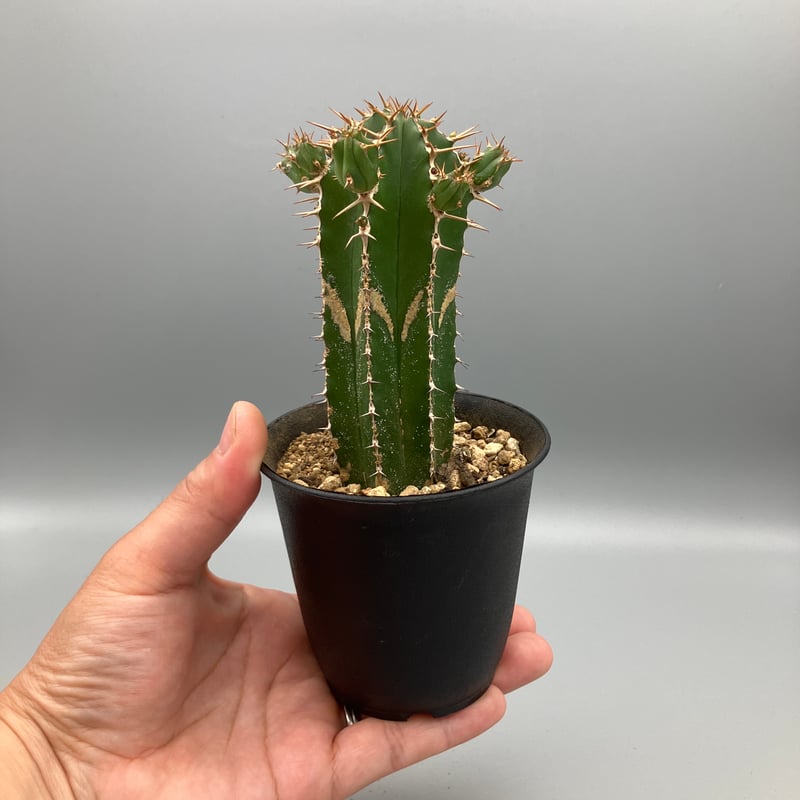 ユーフォルビア 大正キリン 3号 | Home&Plants