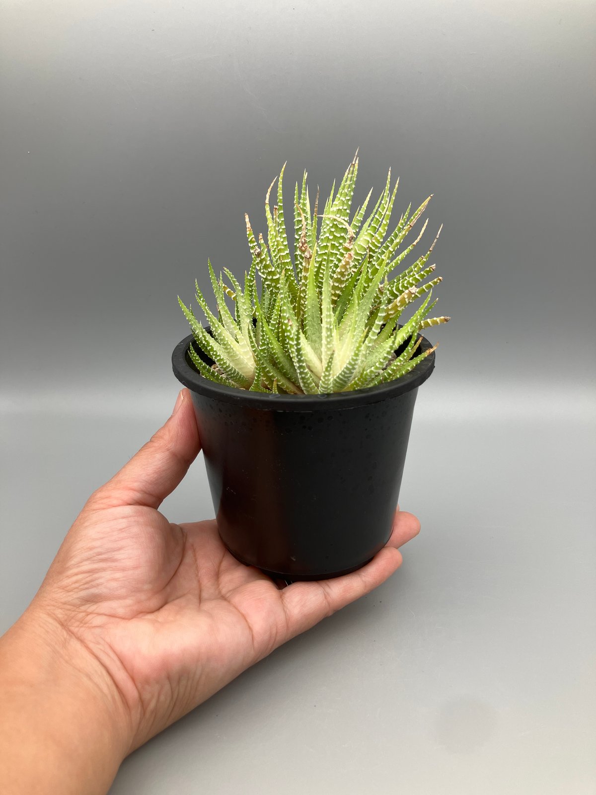 ハオルチア 白蝶 | Home&Plants