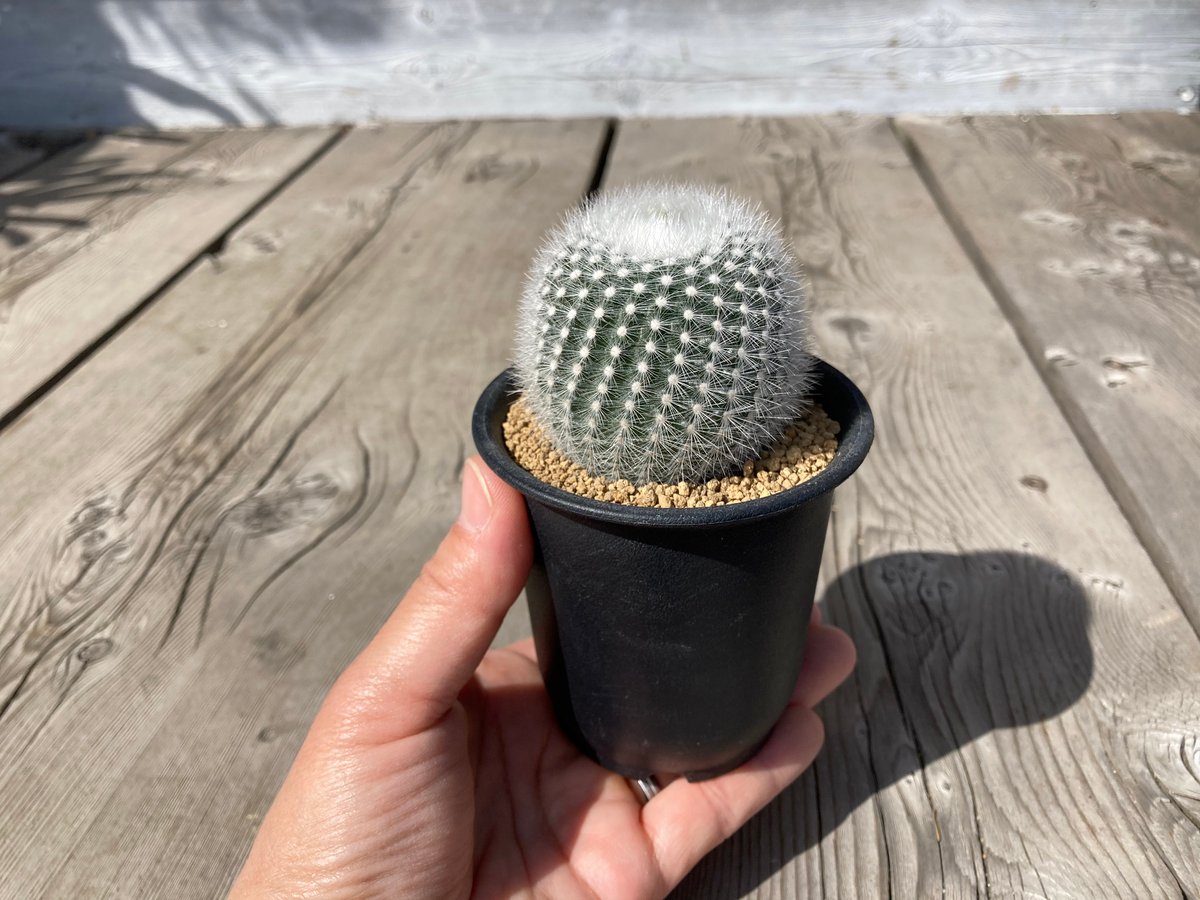 お値下げ★SATOKA Cactus White サトカ　カクタス CITY SHED】Moon cactus Pink - CITY SHED