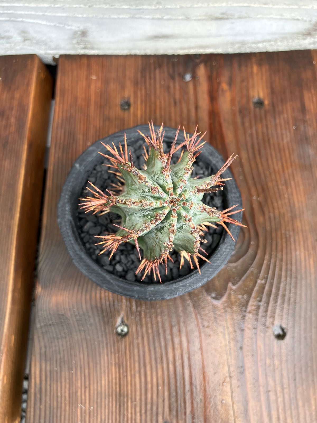 ユーフォルビア ホリダ 3D鉢 HPN① | Home&Plants