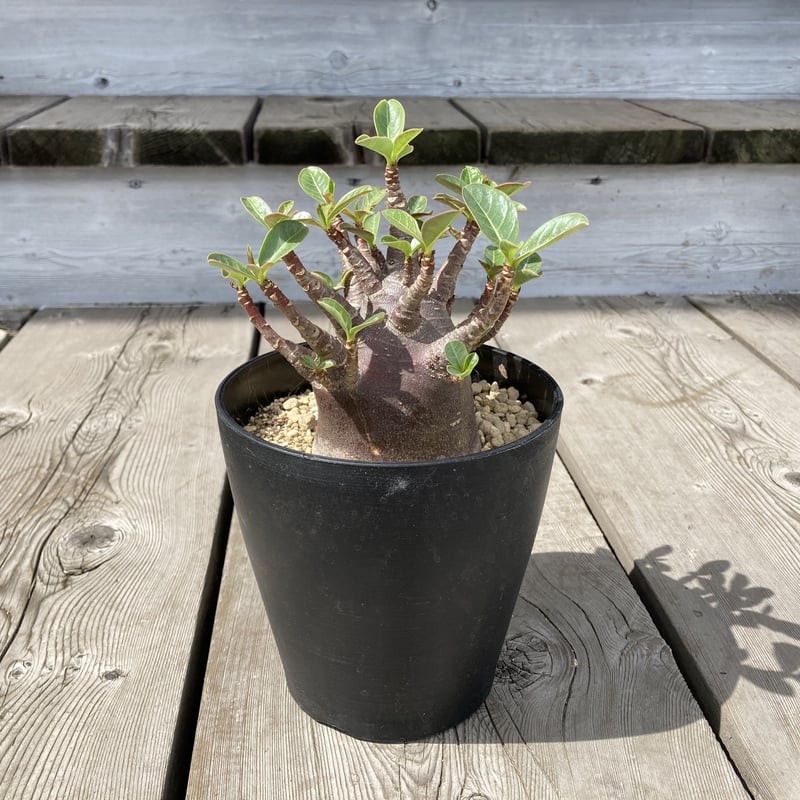 アデニウム アラビカム ブラックワイルドボワ 5号 HPN | Home&Plants