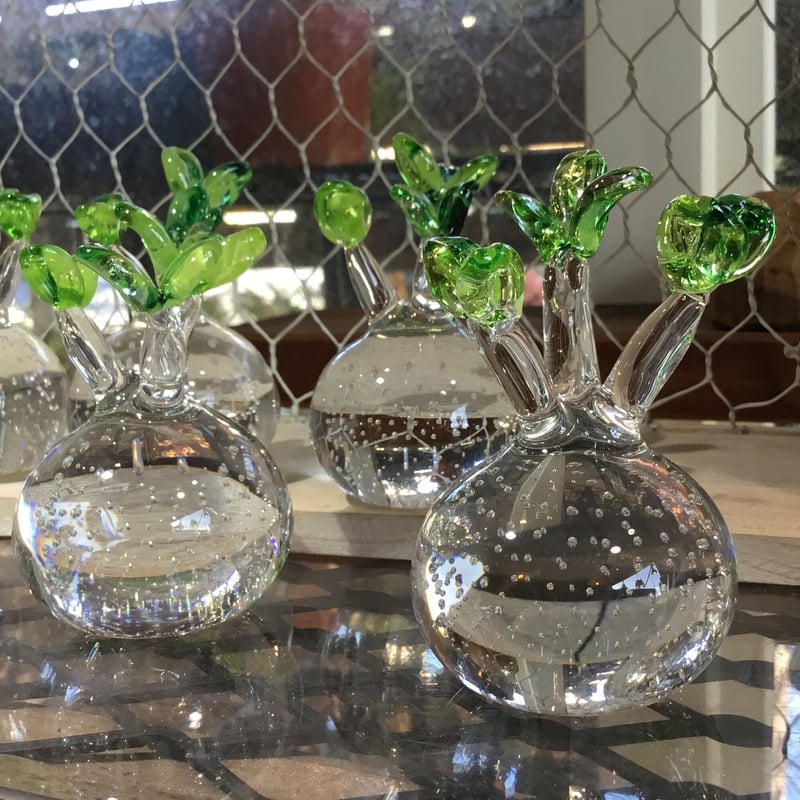 592：硝子 パキポディウム グラキリス ＝再入荷＝ | Home&Plants