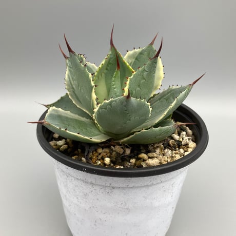Agave potatorum/アガベ 雷神（No.37） | LEO.