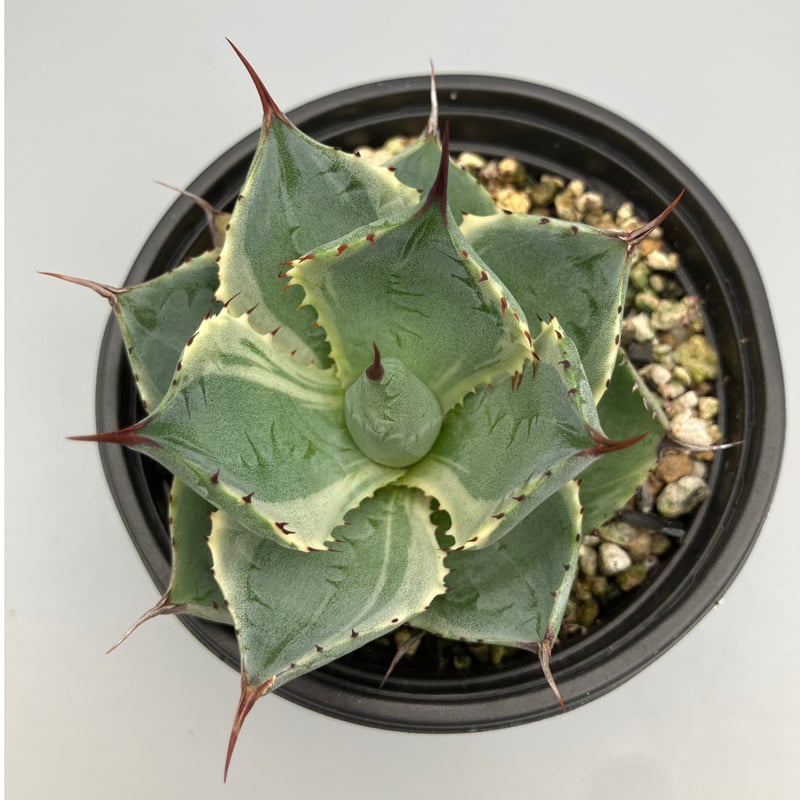 アガベ Ryu Raise'🌱🎰🍜🤛 (@Raiseplants) / X