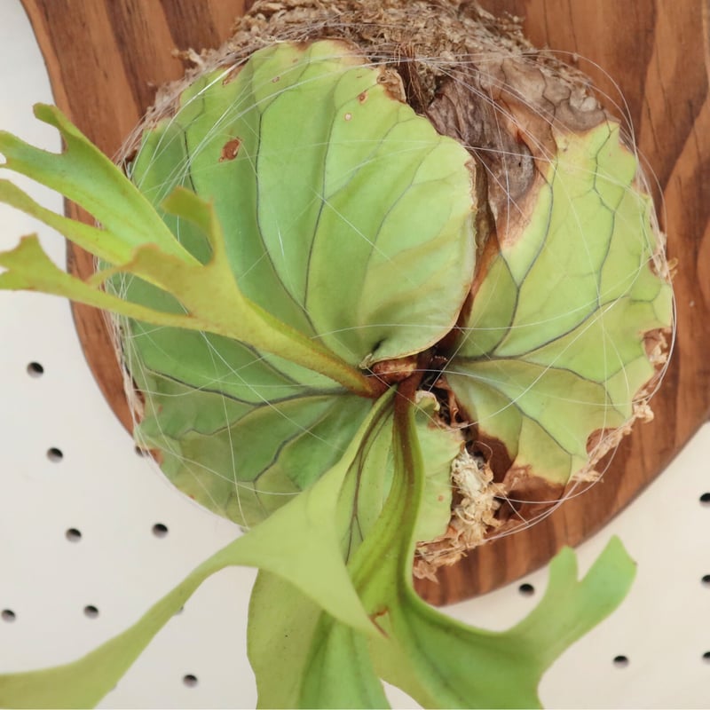 ridleyi リドレイ板付　NO.316 657c568478c6df2b1486a2d9b2f975