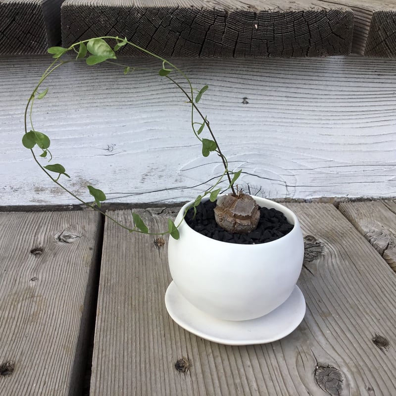 丸型美株12号鉢アフリカ亀甲竜　ディオスコレア　エレファンティペス　塊根約24㌢ 丸型美株12号鉢アフリカ亀甲竜 ディオスコレア エレファンティペス 塊根