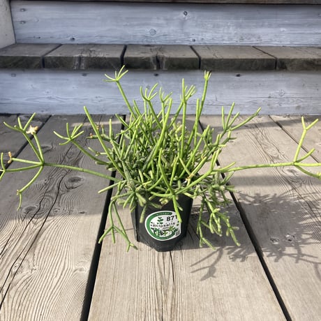 CATEGORY 多肉植物 | Home&Plants CATEGORY 多肉植物 | Home&Plants