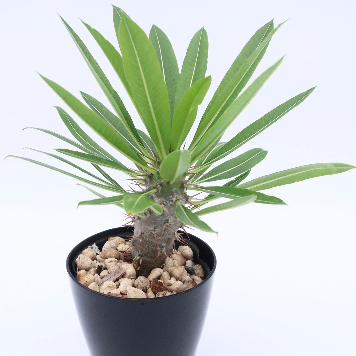 パキポディウム ラモスム 3.5号 ② | Home&Plants パキポディウム ラモスム 3.5号 ② | Home&Plants