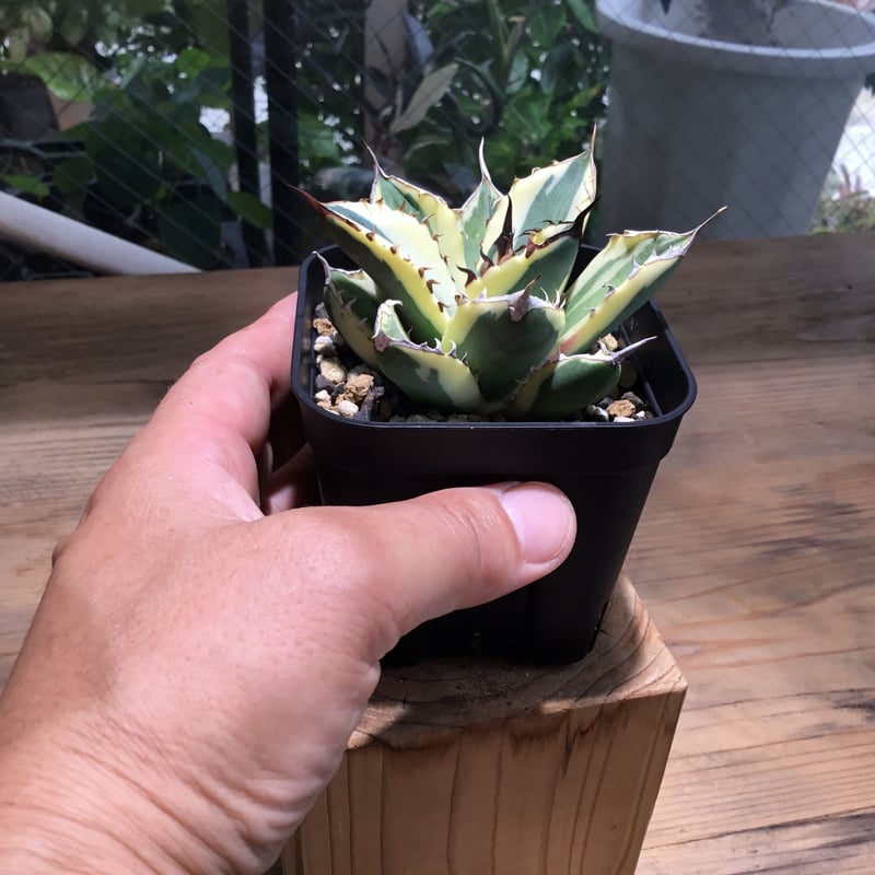 アガベ チタノタ スナグルトゥース HPN① | Home&Plants アガベ チタノタ スナグルトゥース HPN① | Home&Plants
