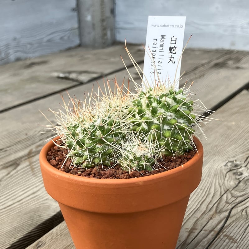 サボテン群生 白蛇丸(素焼鉢) 3号 | Home&Plants