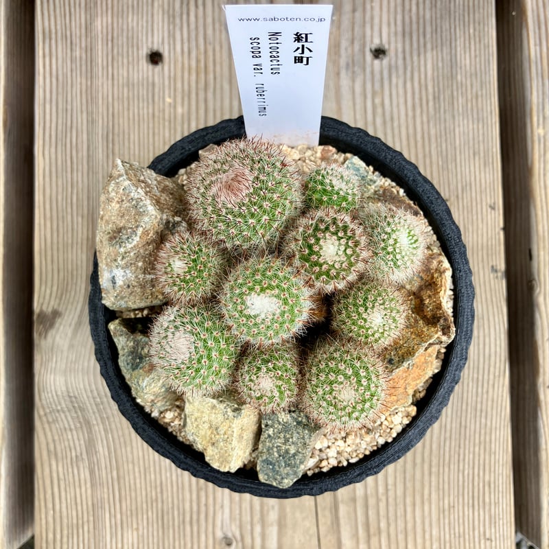 サボテン群生 3D鉢 Habitat Style | Home&Plants