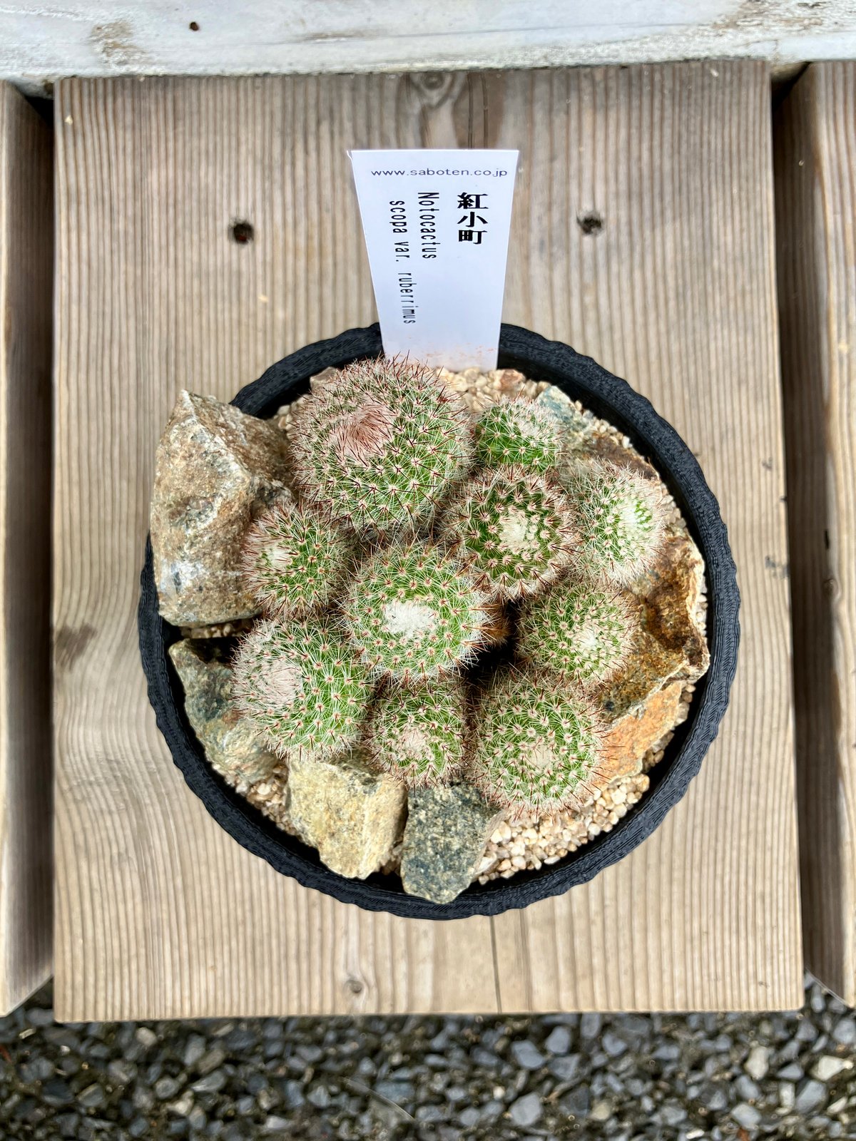 群生サボテン サボテン群生 3D鉢 Habitat Style | Home&Plants