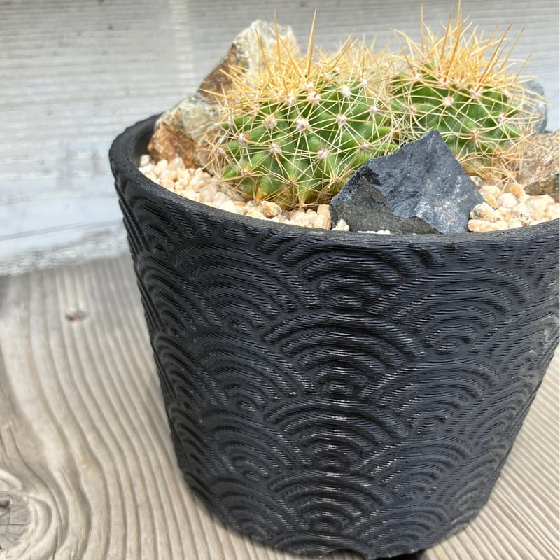 2523：サボテン 黄彩玉 3D鉢 Habitat Style | Home&Plants