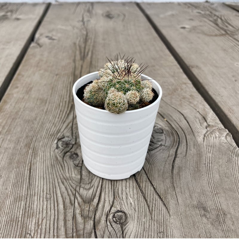 ハナサボテン 赤花銀手毬 2.5号 | Home&Plants ハナサボテン 赤花銀手毬 2.5号 | Home&Plants
