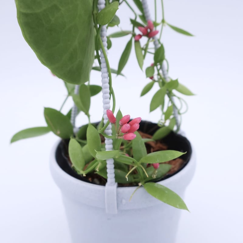 カンガルーポケット 3号 ③ | Home&Plants