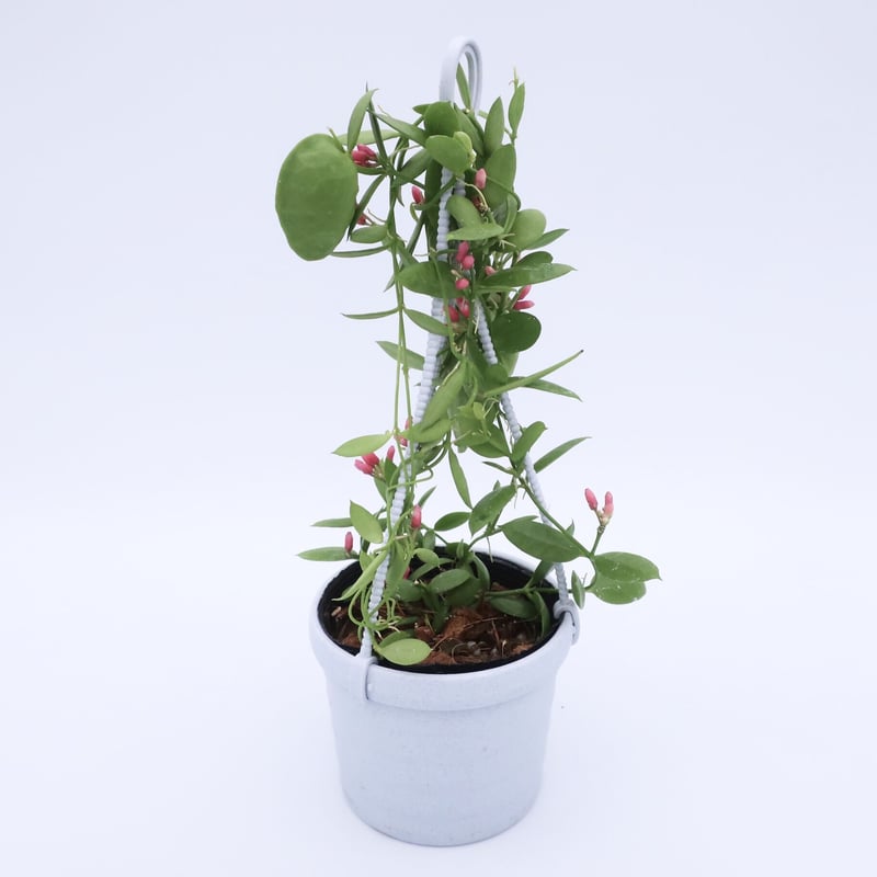 カンガルーポケット 3号 ③ | Home&Plants