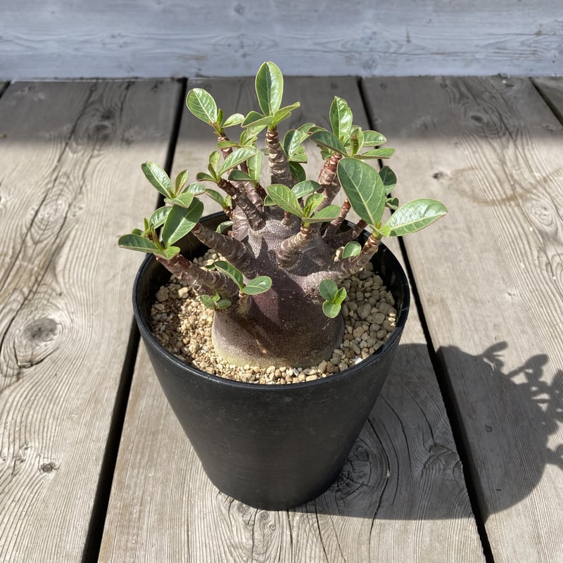 アデニウム アラビカム ブラックワイルドボワ 5号 HPN | Home&Plants アデニウム アラビカム ブラックワイルドボワ 5号 HPN | Home&Plants