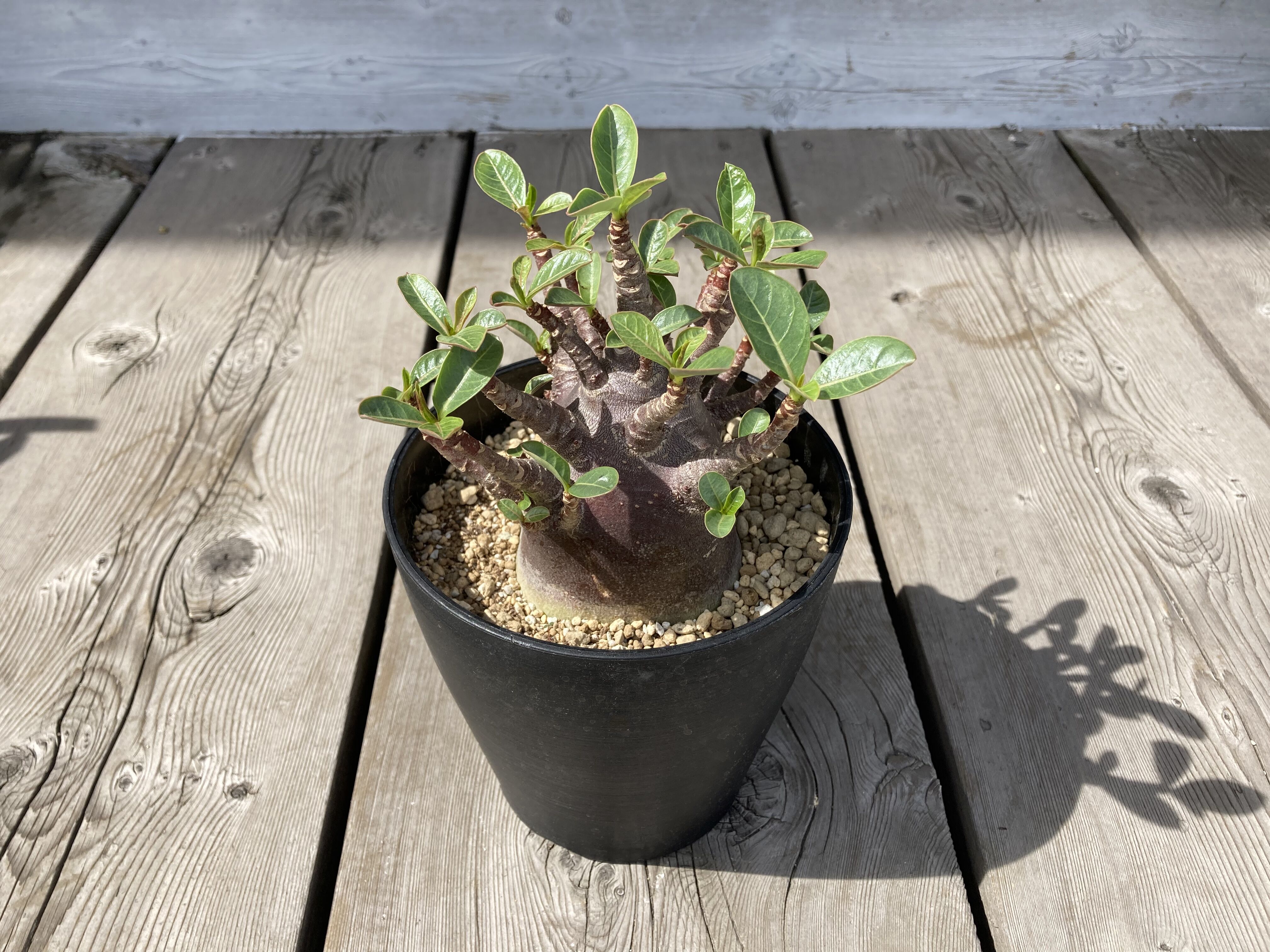 アデニウム アラビカム ブラックワイルドボワ 5号 HPN | Home&Plants