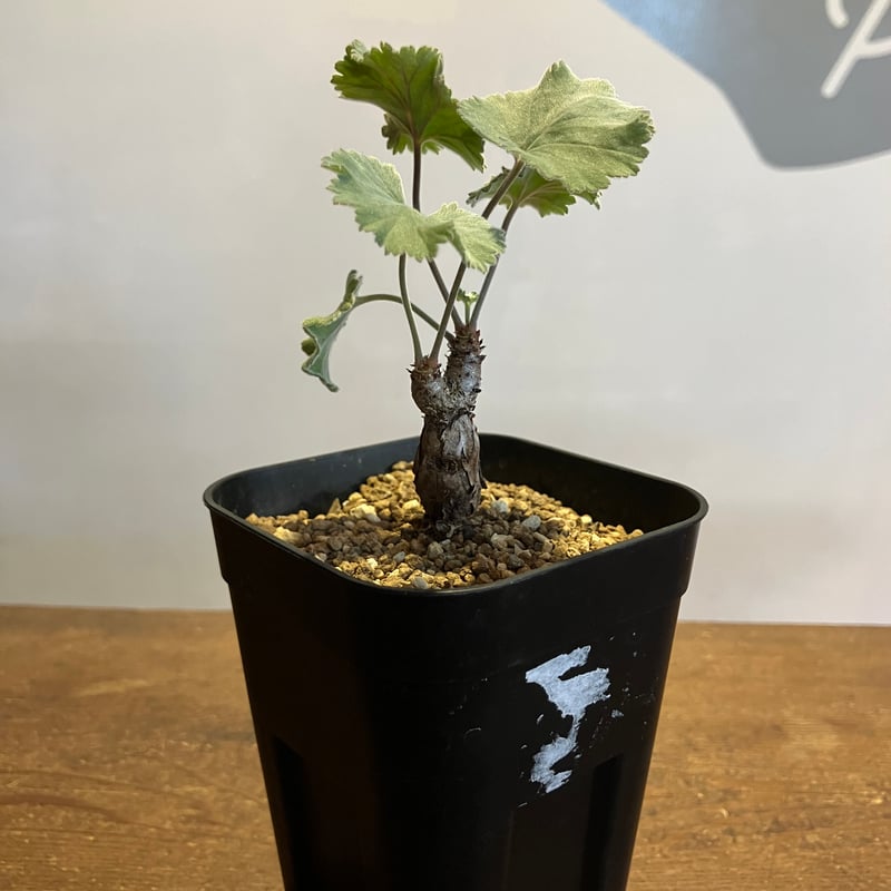 2349：ペラルゴニウム・ミラビレ 根挿し【MB】 | Home&Plants