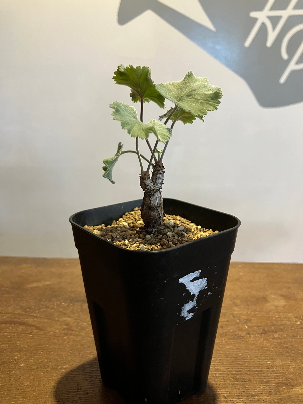 2349：ペラルゴニウム・ミラビレ 根挿し【MB】 | Home&Plants