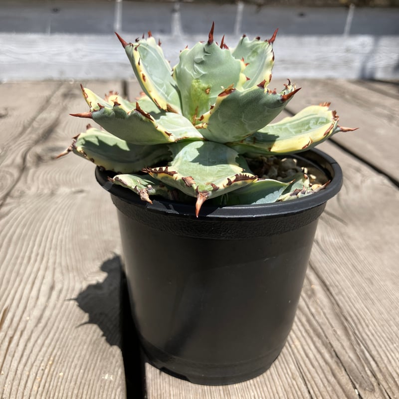 1210：アガベ 王妃兜蟹錦【U-A】HPN① | Home&Plants