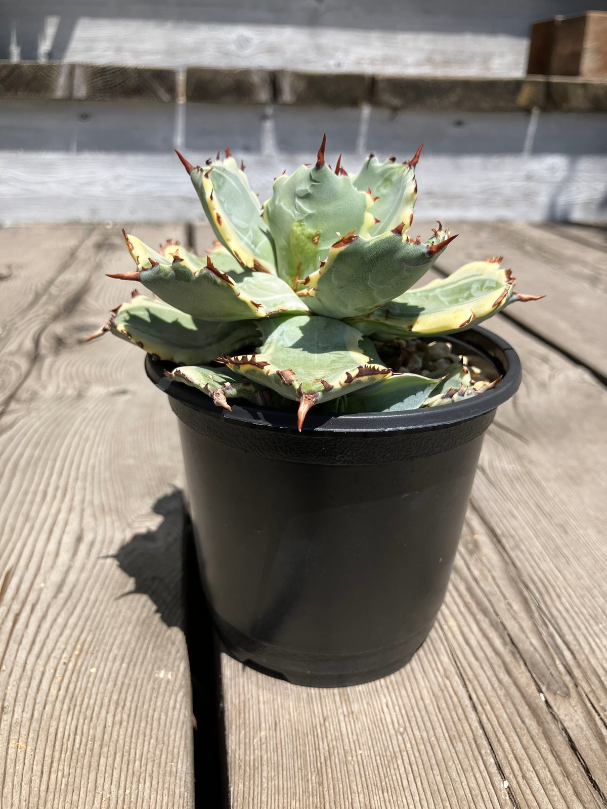 アガベ王妃兜蟹錦 菊鉢5号 現品鉢ごと発送 アガベ 王妃カブトガニ