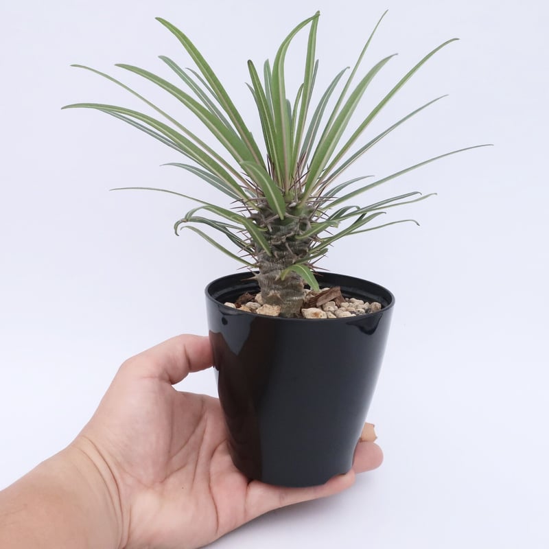 パキポディウム ゲアイ 3.5号 ③ | Home&Plants