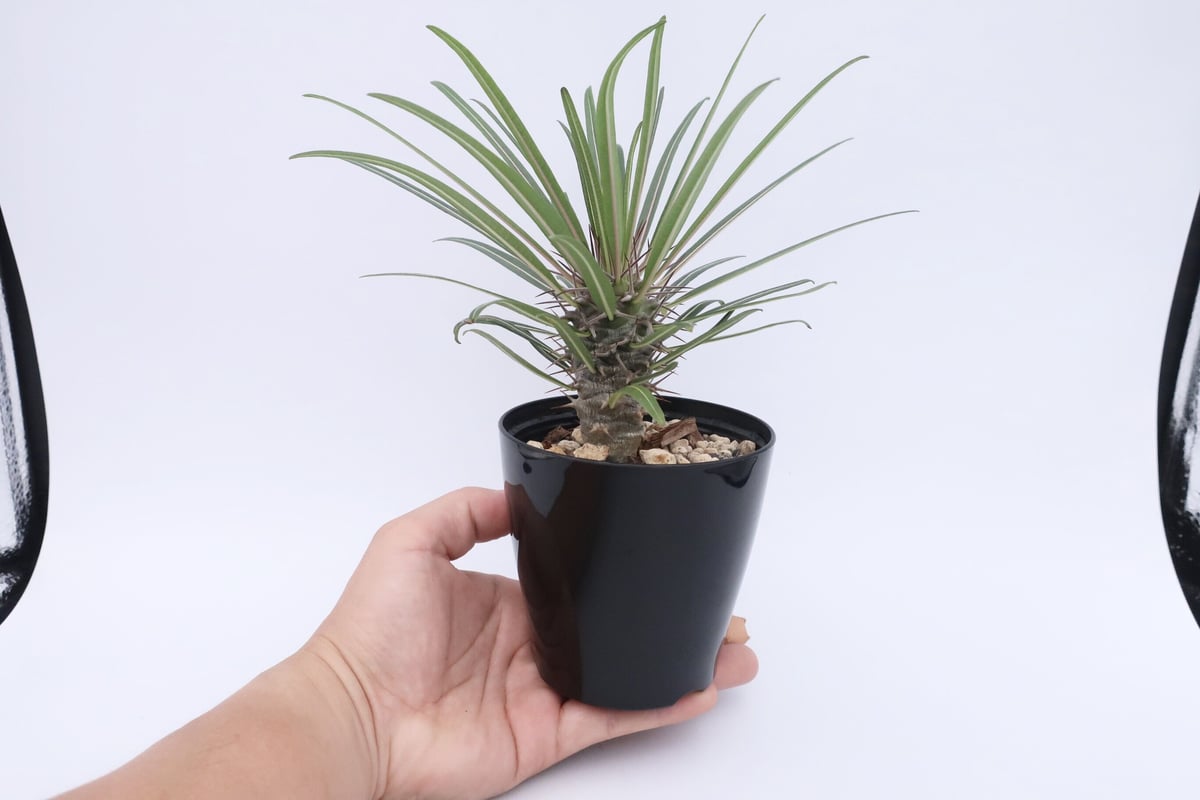 パキポディウム ゲアイ 3.5号 ③ | Home&Plants