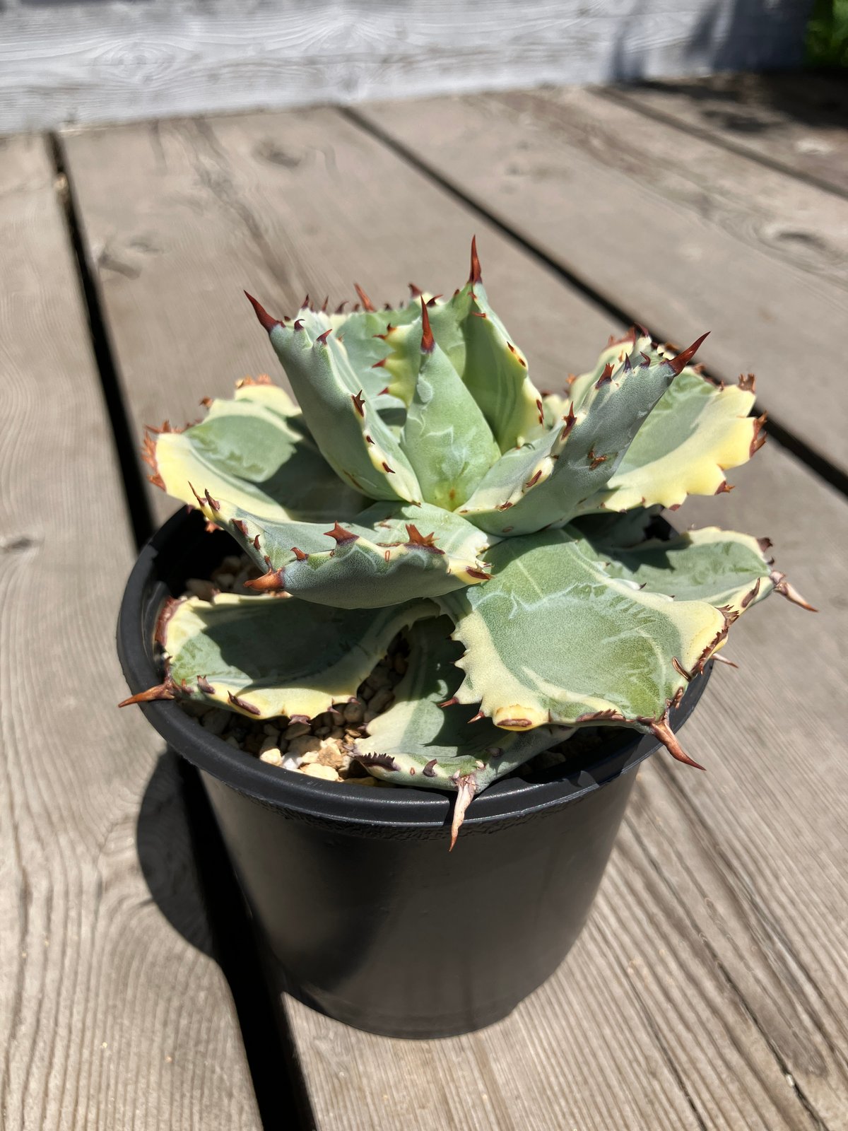 1210：アガベ 王妃兜蟹錦【U-A】HPN① | Home&Plants