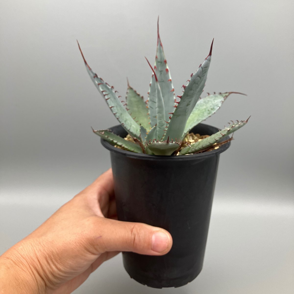 観葉植物　　アガベ　屈原の舞扇 s8443v.jpg