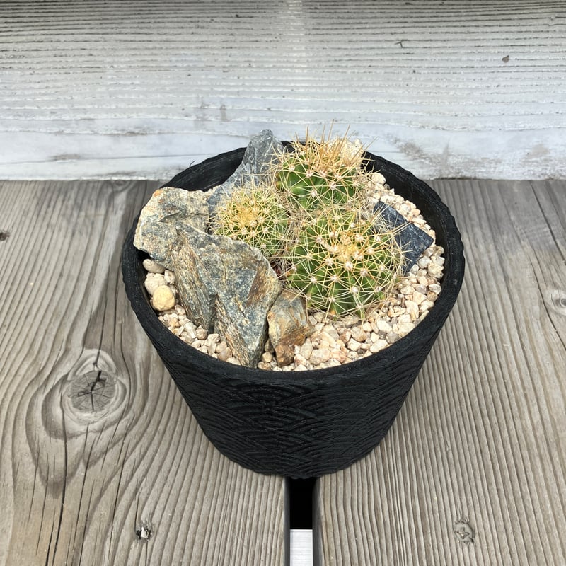 金メタリック　植木鉢　03 金メタリック 植木鉢 03 ゴールド・シルバー・ブロンズの鉢