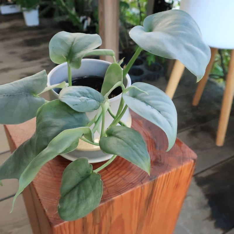 スキンダプサス オルモストシルバー | Home&Plants