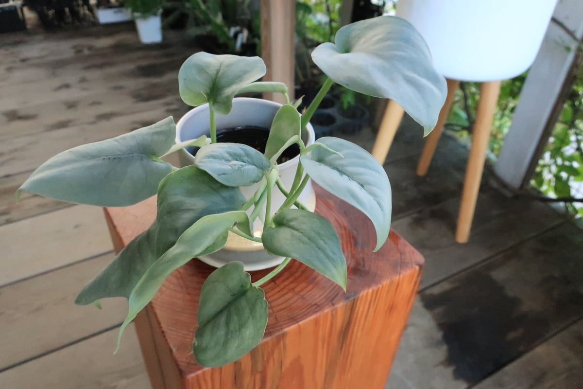 スキンダプサス オルモストシルバー | Home&Plants